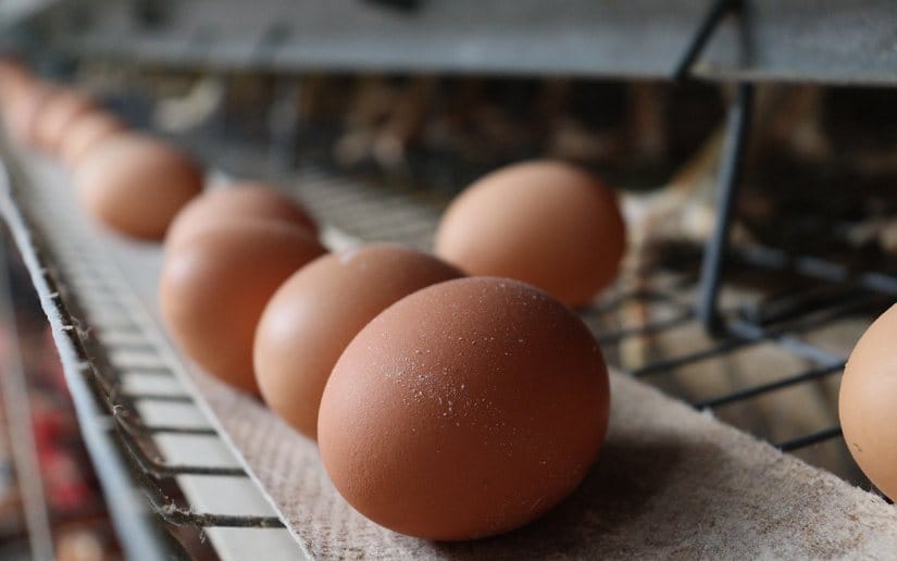 huevos